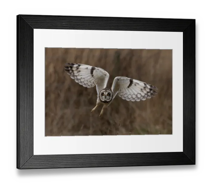 Framed Print : RF - Short-eared owl (Asio flammeus) in flight, St Benet's Abbey, Norfolk, England, UK. February. (This image may be licensed either as rights managed or royalty free.) Framed Print : RF - Short-eared owl (Asio flammeus) in flight, St Benet's Abbey, Norfolk, England, UK. February. (This image may be licensed either as rights managed or royalty free.)
