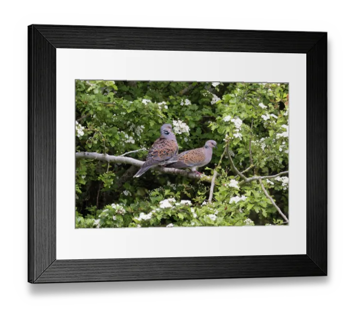 Framed Print : Turtle doves (Streptopelia turtur) pair perched in tree prior to mating, Snettisham, Norfolk, England, UK. May Framed Print : Turtle doves (Streptopelia turtur) pair perched in tree prior to mating, Snettisham, Norfolk, England, UK. May
