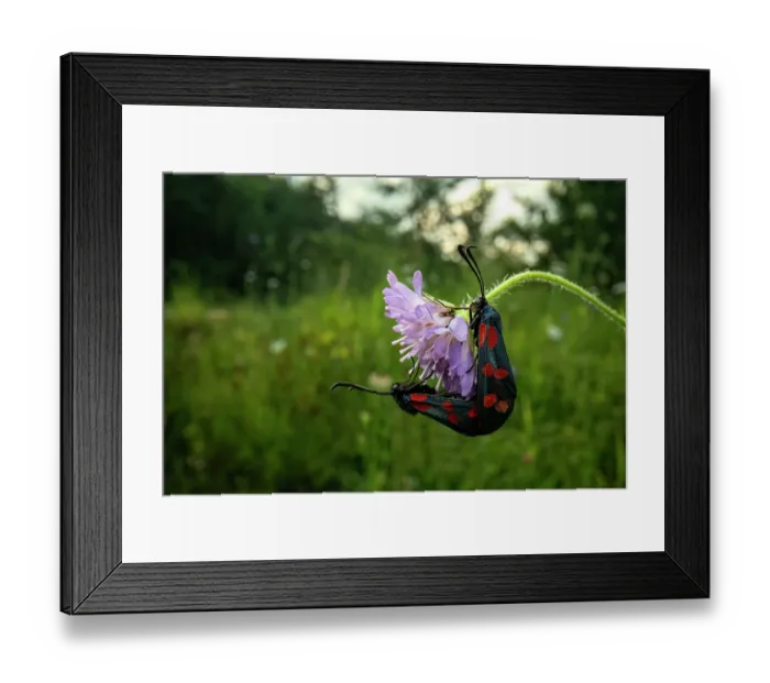 Framed Print : RF - Six-spot burnet moths (Zygaena filipendulae) pair mating on a flower in a meadow at sunset, Lucerne, Switzerland. July