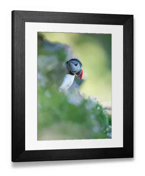 Framed Print : RF - Atlantic puffin (Fratercula arctica) perched on a cliffside among wildflowers, Hermaness Nature Reserve, Shetland Islands, Scotland, UK. June Framed Print : RF - Atlantic puffin (Fratercula arctica) perched on a cliffside among wildflowers, Hermaness Nature Reserve, Shetland Islands, Scotland, UK. June