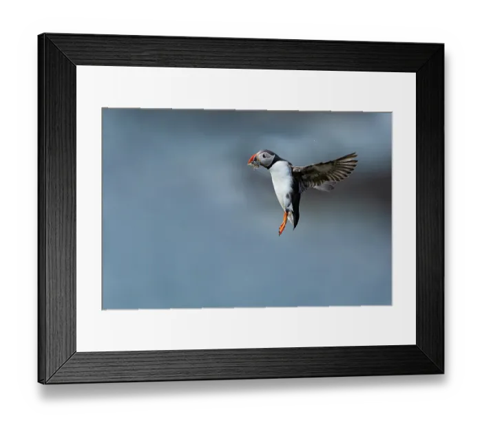 Framed Print : RF - Atlantic puffin (Fratercula arctica) in flight with fresh fish catch in its beak, Sumburgh Head, Shetland Islands, Scotland, UK. June Framed Print : RF - Atlantic puffin (Fratercula arctica) in flight with fresh fish catch in its beak, Sumburgh Head, Shetland Islands, Scotland, UK. June