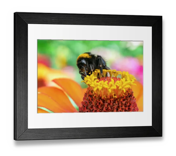Framed Print : RF - Bumblebee (Bombus sp.) feeding on pollen, Lucerne, Switzerland. July. (This image may be licensed either as rights managed or royalty free.) Framed Print : RF - Bumblebee (Bombus sp.) feeding on pollen, Lucerne, Switzerland. July. (This image may be licensed either as rights managed or royalty free.)