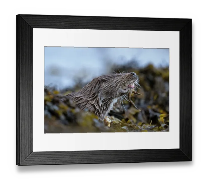 Framed Print : Eurasian otter (Lutra lutra) feeding on crab prey among kelp, Hillswick, Shetland Islands, Scotland, UK. June Framed Print : Eurasian otter (Lutra lutra) feeding on crab prey among kelp, Hillswick, Shetland Islands, Scotland, UK. June