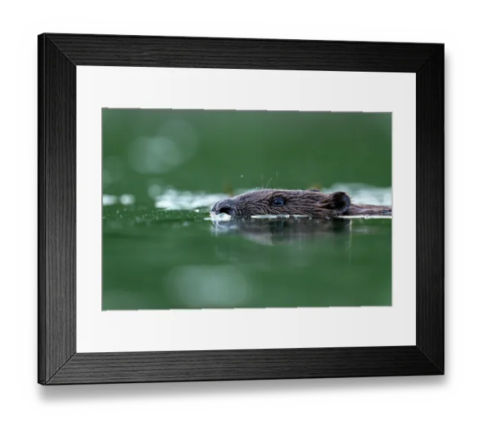 Framed Print : RF - Eurasian beaver (Castor fiber) swimming in a pond, Thurgau, Switzerland. July. (This image may be licensed either as rights managed or royalty free.) Framed Print : RF - Eurasian beaver (Castor fiber) swimming in a pond, Thurgau, Switzerland. July. (This image may be licensed either as rights managed or royalty free.)