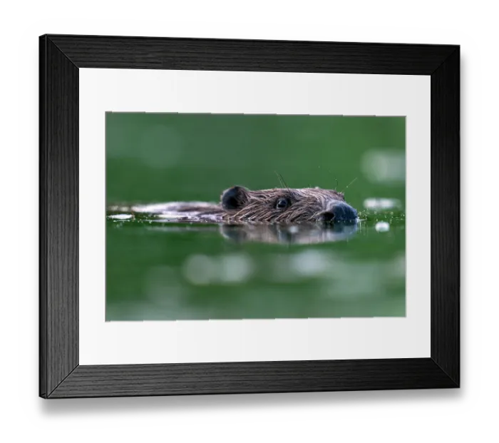 Framed Print : RF - Eurasian beaver (Castor fiber) swimming in a pond, Thurgau, Switzerland. July. (This image may be licensed either as rights managed or royalty free.) Framed Print : RF - Eurasian beaver (Castor fiber) swimming in a pond, Thurgau, Switzerland. July. (This image may be licensed either as rights managed or royalty free.)