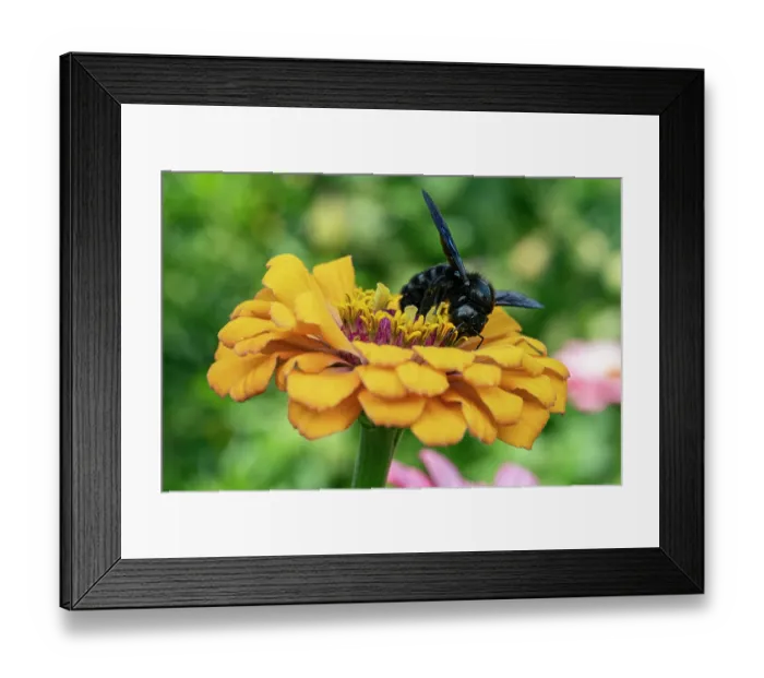 Framed Print : RF - Violet carpenter bee (Xylocopa violacea) feeding on pollen on a garden flower, Lucerne, Switzerland. August Framed Print : RF - Violet carpenter bee (Xylocopa violacea) feeding on pollen on a garden flower, Lucerne, Switzerland. August