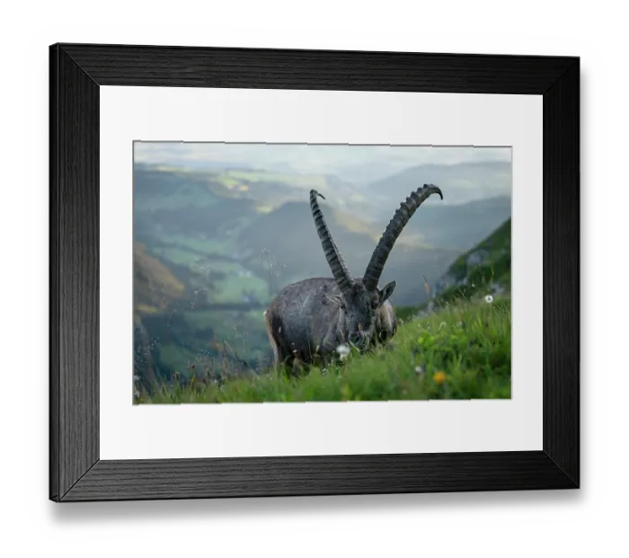 Framed Print : RF - Ibex (Capra ibex) male ibex feeding on grass in the mountains, Lucerne, Switzerland. August. (This image may be licensed either as rights managed or royalty free.) Framed Print : RF - Ibex (Capra ibex) male ibex feeding on grass in the mountains, Lucerne, Switzerland. August. (This image may be licensed either as rights managed or royalty free.)