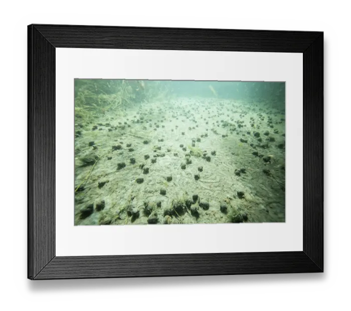 Framed Print : River snails (Viviparus viviparus) moving by the hundreds on the bottom of an ancient meander of the Rhone river, Rhone department, France. September