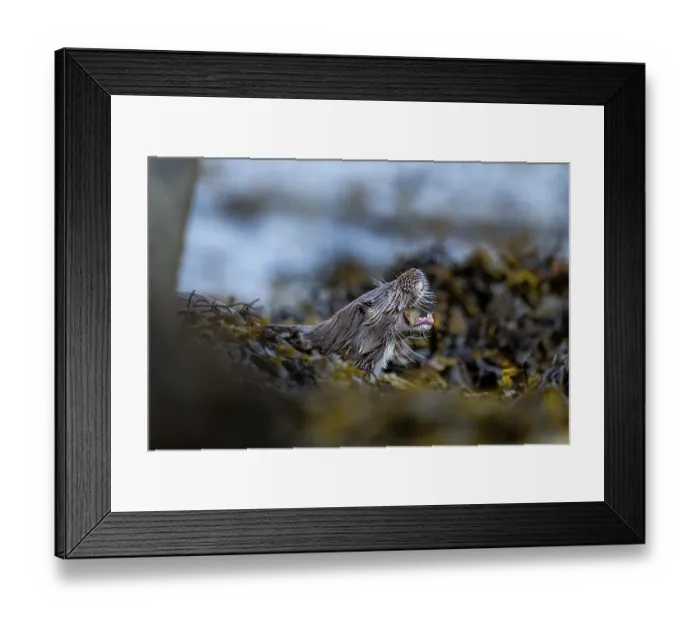 Framed Print : Eurasian otter (Lutra lutra) feeding on crab prey among kelp, Hillswick, Shetland Islands, Scotland, UK. June Framed Print : Eurasian otter (Lutra lutra) feeding on crab prey among kelp, Hillswick, Shetland Islands, Scotland, UK. June