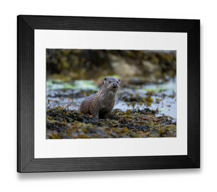 Framed Print : Eurasian otter (Lutra lutra) resting on kelp covered rocks, Hillswick, Shetland Islands, Scotland, UK. June Framed Print : Eurasian otter (Lutra lutra) resting on kelp covered rocks, Hillswick, Shetland Islands, Scotland, UK. June