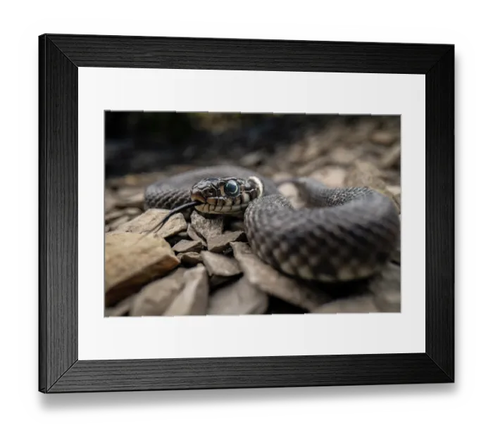 Framed Print : RF - Grass snake (Natrix natrix) juvenile with its tongue out,  Lucerne, Switzerland. July. (This image may be licensed either as rights managed or royalty free.)