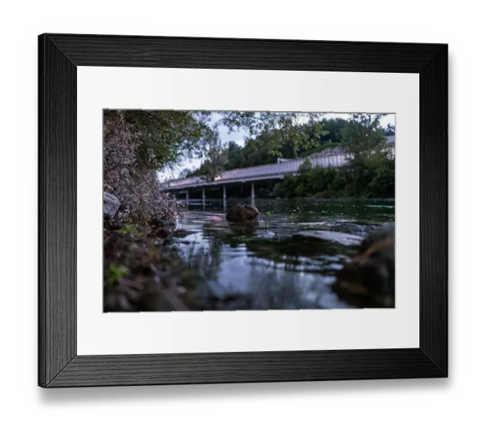 Framed Print : Eurasian beaver (Castor fiber) feeding in an urban river at dusk, Lucerne, Switzerland. July Framed Print : Eurasian beaver (Castor fiber) feeding in an urban river at dusk, Lucerne, Switzerland. July