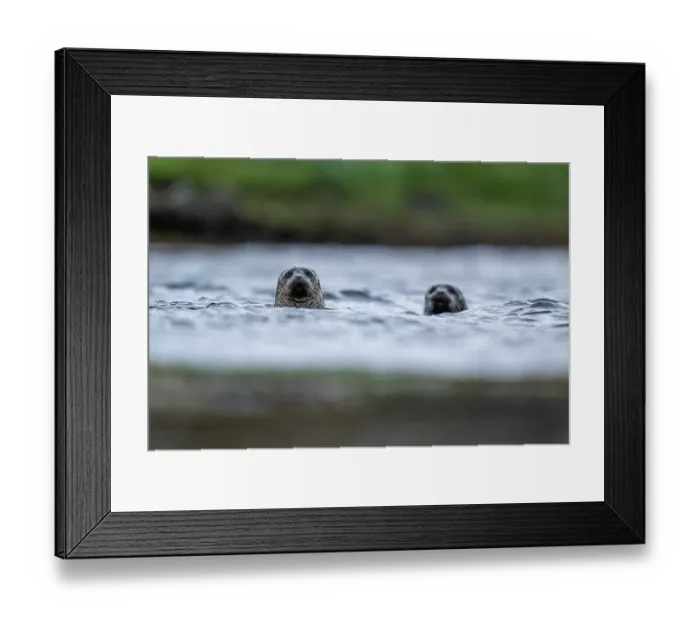 Framed Print : Two Common seals (Phoca vitulina) peeking out of the sea, Shetland Islands, Scotland, UK, North Sea. June Framed Print : Two Common seals (Phoca vitulina) peeking out of the sea, Shetland Islands, Scotland, UK, North Sea. June