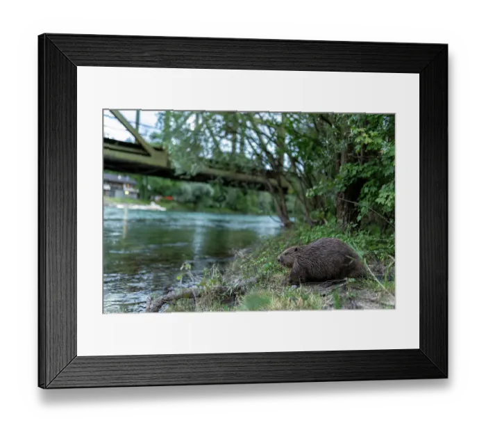 Framed Print : Eurasian beaver (Castor fiber) walking towards an urban river in front of a bridge, Lucerne, Switzerland. July Framed Print : Eurasian beaver (Castor fiber) walking towards an urban river in front of a bridge, Lucerne, Switzerland. July