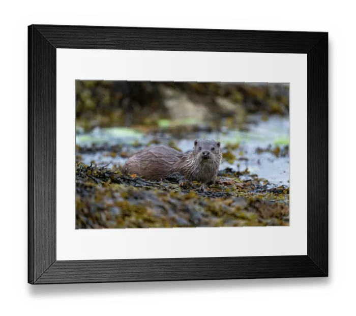 Framed Print : Eurasian otter (Lutra lutra) resting on kelp covered rocks, Hillswick, Shetland Islands, Scotland, UK. June Framed Print : Eurasian otter (Lutra lutra) resting on kelp covered rocks, Hillswick, Shetland Islands, Scotland, UK. June
