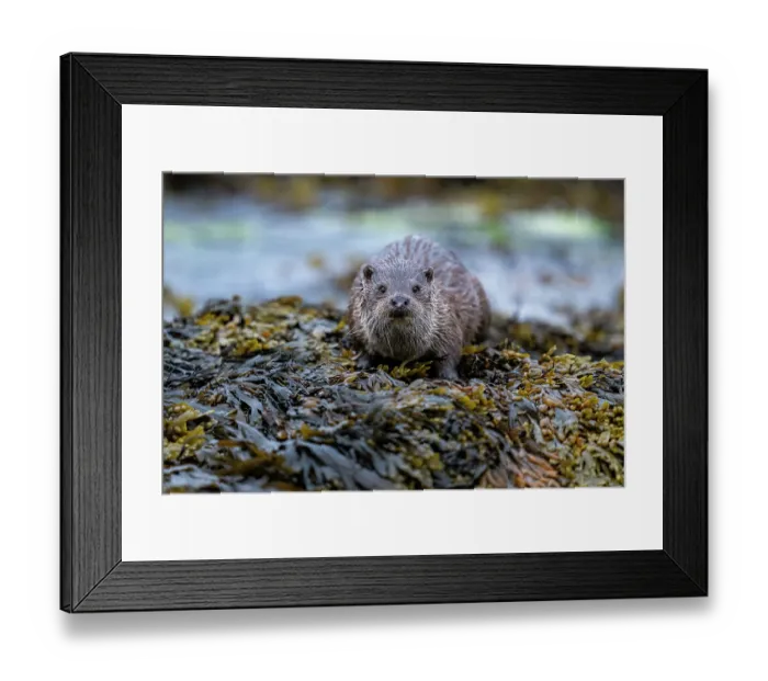 Framed Print : Eurasian otter (Lutra lutra) resting on kelp covered rocks, Hillswick, Shetland Islands, Scotland, UK. June Framed Print : Eurasian otter (Lutra lutra) resting on kelp covered rocks, Hillswick, Shetland Islands, Scotland, UK. June
