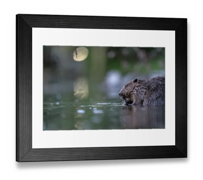 Framed Print : Eurasian beaver (Castor fiber) eating a branch at river's edge with city lights behind, Lucerne, Switzerland. July Framed Print : Eurasian beaver (Castor fiber) eating a branch at river's edge with city lights behind, Lucerne, Switzerland. July