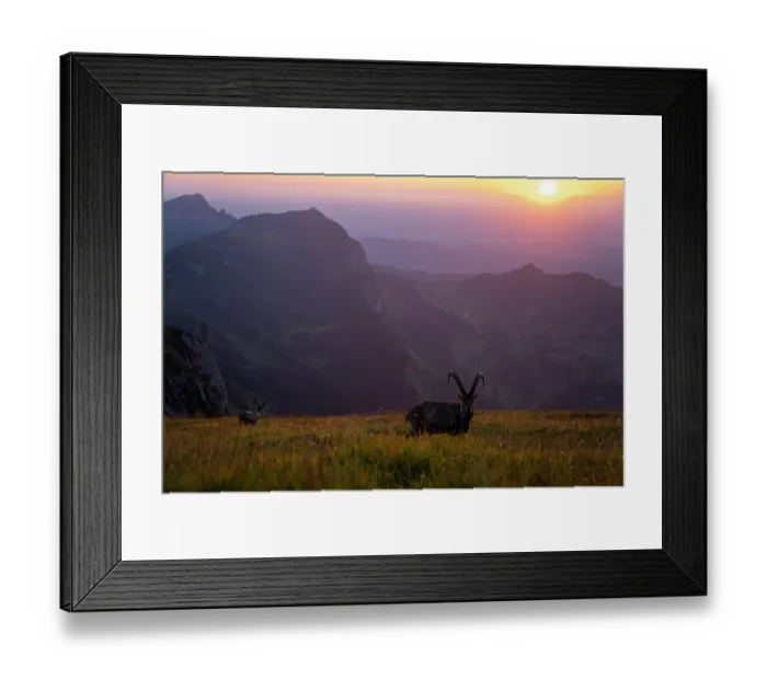Framed Print : Ibex (Capra ibex) male standing in meadow, backlit at sunset, Lucerne, Switzerland. August