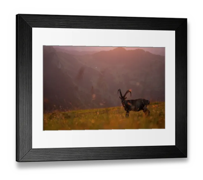 Framed Print : Ibex (Capra ibex) male standing in meadow, backlit at sunset, Lucerne, Switzerland. August Framed Print : Ibex (Capra ibex) male standing in meadow, backlit at sunset, Lucerne, Switzerland. August