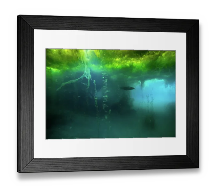 Framed Print : Wels catfish (Silurus glanis) swimming among filamentous algae in the clear waters of an ancient meander in the Rhone river, Rhone department, France. September Framed Print : Wels catfish (Silurus glanis) swimming among filamentous algae in the clear waters of an ancient meander in the Rhone river, Rhone department, France. September