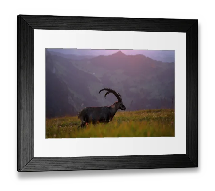 Framed Print : Ibex (Capra ibex) male standing in meadow, backlit at sunset, Lucerne, Switzerland. August Framed Print : Ibex (Capra ibex) male standing in meadow, backlit at sunset, Lucerne, Switzerland. August