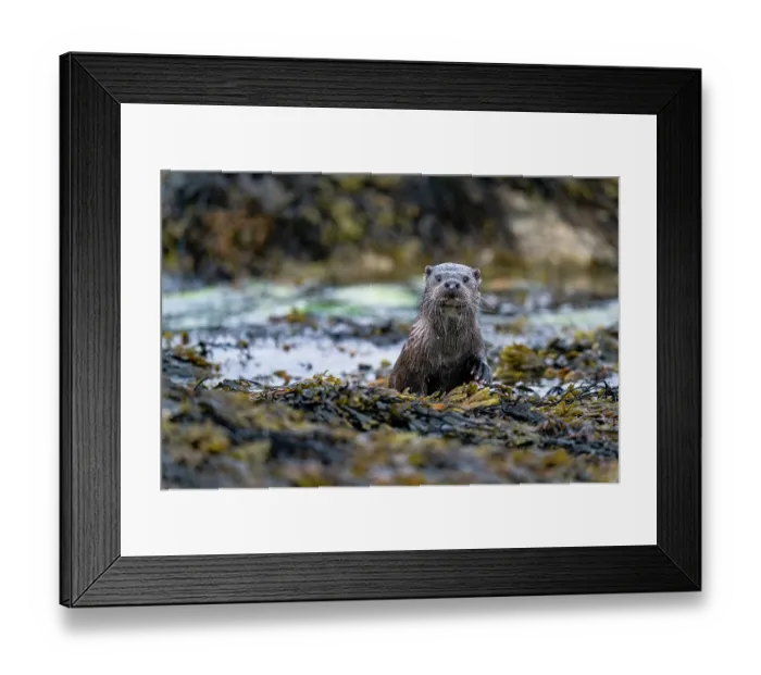 Framed Print : Eurasian otter (Lutra lutra) foraging for food among kelp, Hillswick, Shetland Islands, Scotland, UK. June Framed Print : Eurasian otter (Lutra lutra) foraging for food among kelp, Hillswick, Shetland Islands, Scotland, UK. June
