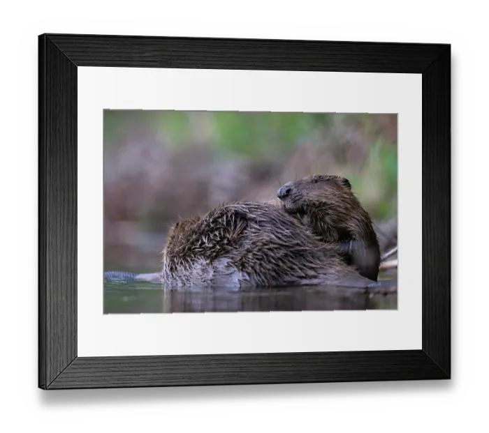 Framed Print : Two Eurasian beavers (Castor fiber) allogrooming in river, Lucerne, Switzerland. July Framed Print : Two Eurasian beavers (Castor fiber) allogrooming in river, Lucerne, Switzerland. July