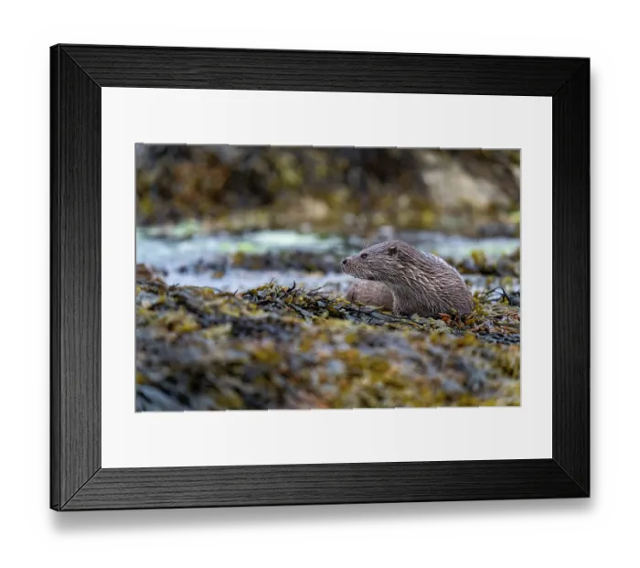 Framed Print : Eurasian otter (Lutra lutra) resting on kelp covered rocks, Hillswick, Shetland Islands, Scotland, UK. June Framed Print : Eurasian otter (Lutra lutra) resting on kelp covered rocks, Hillswick, Shetland Islands, Scotland, UK. June