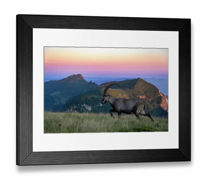 Framed Print : Ibex (Capra ibex) male, walking across grassland in the mountains at dawn, Lucerne, Switzerland. August Framed Print : Ibex (Capra ibex) male, walking across grassland in the mountains at dawn, Lucerne, Switzerland. August