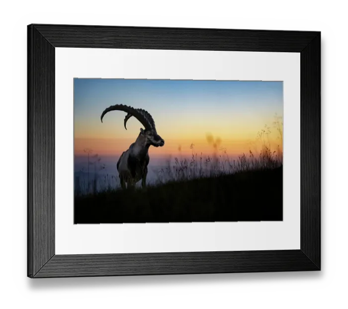 Framed Print : Ibex (Capra ibex) male silhouetted at sunset, Lucerne, Switzerland. August Framed Print : Ibex (Capra ibex) male silhouetted at sunset, Lucerne, Switzerland. August