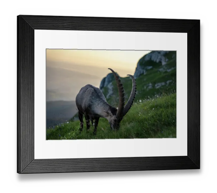 Framed Print : Ibex (Capra ibex) male grazing on grass on mountainside at sunrise, Lucerne, Switzerland. August Framed Print : Ibex (Capra ibex) male grazing on grass on mountainside at sunrise, Lucerne, Switzerland. August