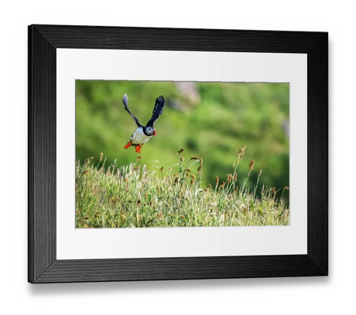 Framed Print : Puffin (Fratercula arctica) taking flight from grassy clifftop, Lunga, Isle of Mull, Scotland, UK. June Framed Print : Puffin (Fratercula arctica) taking flight from grassy clifftop, Lunga, Isle of Mull, Scotland, UK. June