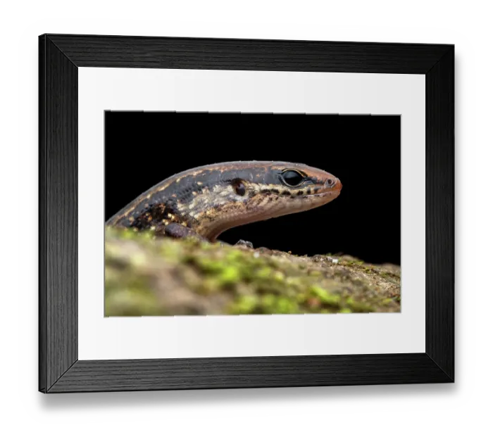 Framed Print : Brown forest skink (Scincella cherriei) peeking over a branch on the rainforest floor at night, Osa Peninsula, Costa Rica Framed Print : Brown forest skink (Scincella cherriei) peeking over a branch on the rainforest floor at night, Osa Peninsula, Costa Rica