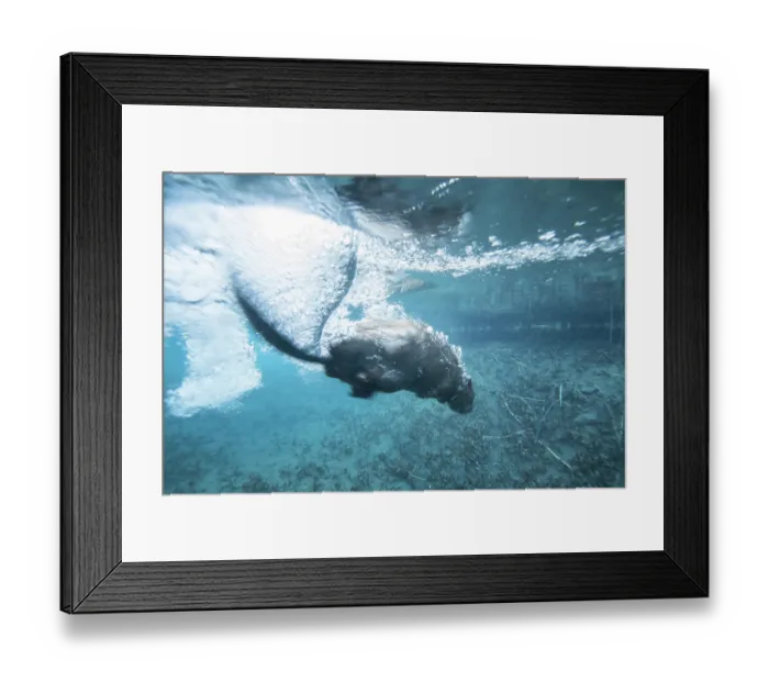 Framed Print : RF - European beaver (Castor fiber) juvenile, snapping its tail at the surface before diving to warn of danger, River Rhone, Alps, France. June