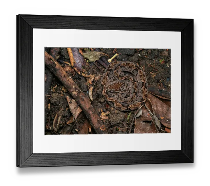 Framed Print : Fer De Lance (Bothrops asper) curled up on the rainforest floor waiting for prey, Osa Peninsula, Costa Rica Framed Print : Fer De Lance (Bothrops asper) curled up on the rainforest floor waiting for prey, Osa Peninsula, Costa Rica