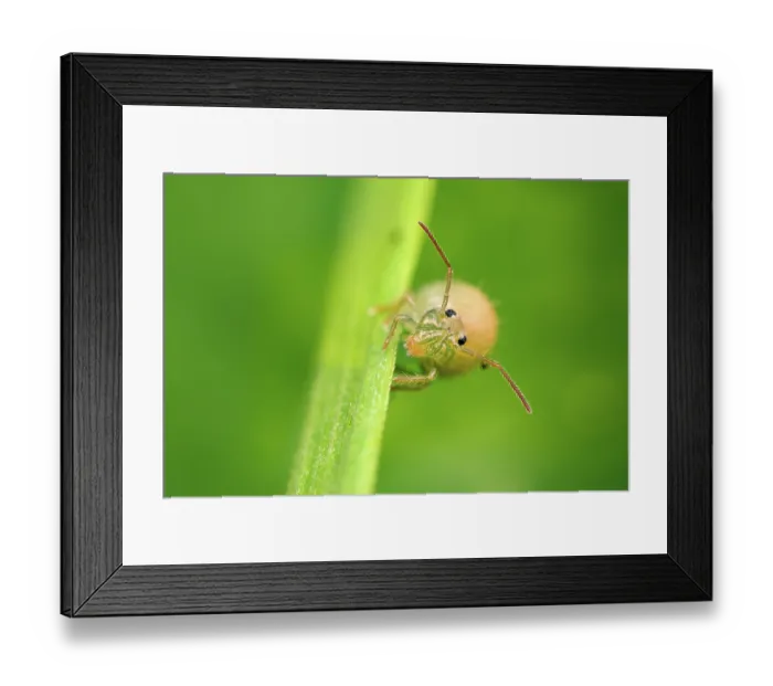 Framed Print : Lucerne flea (Sminthurus viridis) resting on a blade of grass in a meadow, Lucerne, Switzerland. April. Focus stacked Framed Print : Lucerne flea (Sminthurus viridis) resting on a blade of grass in a meadow, Lucerne, Switzerland. April. Focus stacked