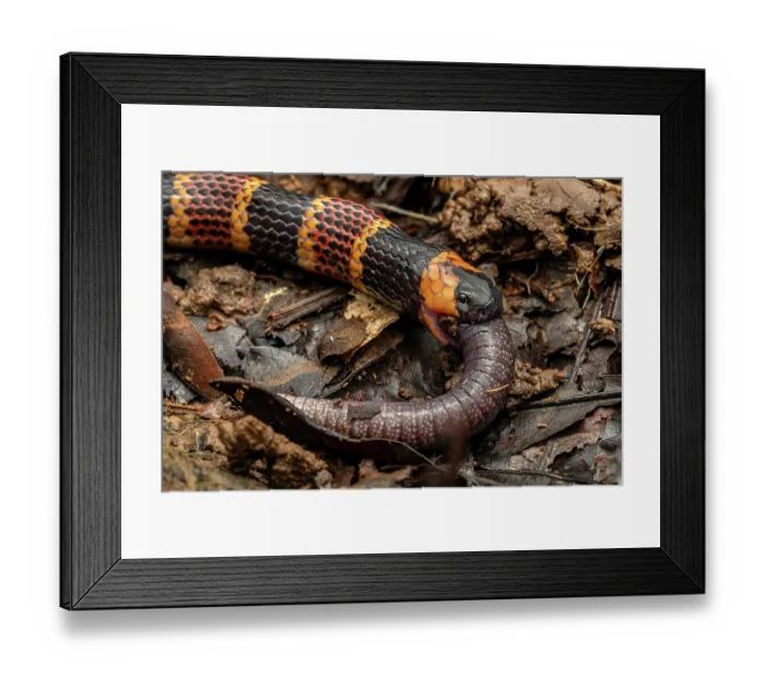 Framed Print : Allen's coralsnake (Micrurus alleni) feeding on an endemic species of Caecilian (Oscaecilia osae), Golfo Dulce, Costa Rica Framed Print : Allen's coralsnake (Micrurus alleni) feeding on an endemic species of Caecilian (Oscaecilia osae), Golfo Dulce, Costa Rica