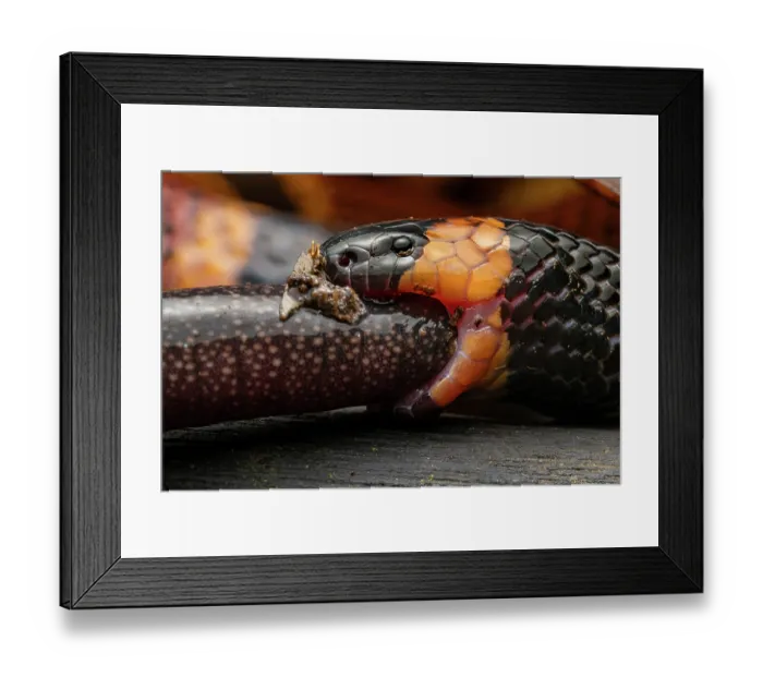 Framed Print : Allen's coralsnake (Micrurus alleni) feeding on an endemic species of Caecilian (Oscaecilia osae), Golfo Dulce, Costa Rica