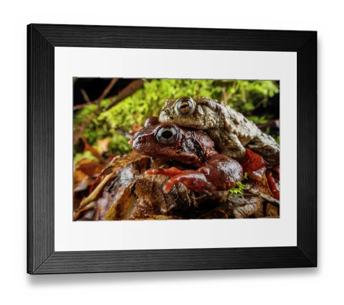 Framed Print : Common toad (Bufo bufo) and Common frog (Rana temporaria) in amplexus, Lucerne, Switzerland. March Framed Print : Common toad (Bufo bufo) and Common frog (Rana temporaria) in amplexus, Lucerne, Switzerland. March