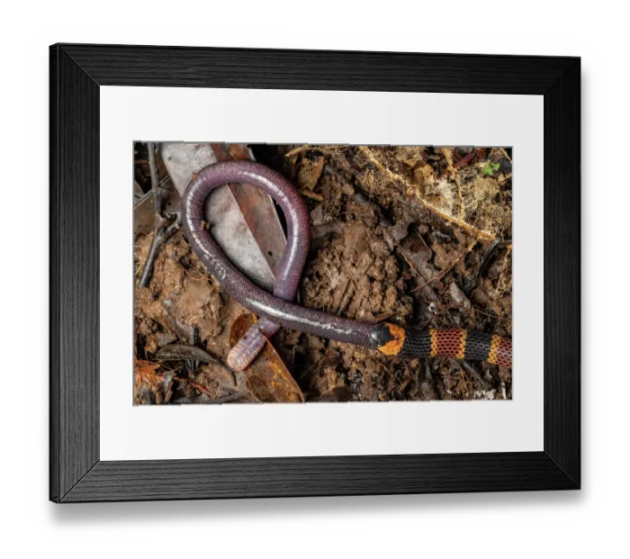 Framed Print : Allen's coralsnake (Micrurus alleni) feeding on an endemic species of Caecilian (Oscaecilia osae), Golfo Dulce, Costa Rica Framed Print : Allen's coralsnake (Micrurus alleni) feeding on an endemic species of Caecilian (Oscaecilia osae), Golfo Dulce, Costa Rica