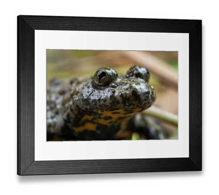 Framed Print : Yellow-bellied toad (Bombina variegata) head portrait, Thurgau, Switzerland. July