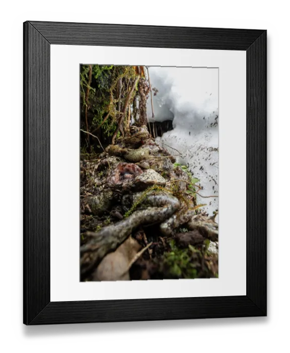 Framed Print : Pile of half eaten and dead Common toads (Bufo bufo), food stash of an European polecat along river, Glarus, Switzerland. April Framed Print : Pile of half eaten and dead Common toads (Bufo bufo), food stash of an European polecat along river, Glarus, Switzerland. April
