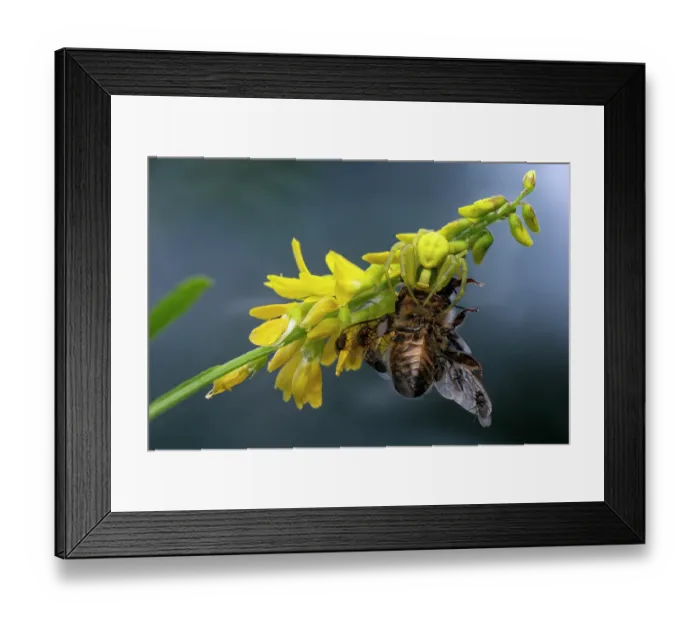 Framed Print : Crab spider (Misumena vatia) female, feeding on Honeybee (Apis mellifera) covered in Scuttle flies (Phoridae), Lucerne, Switzerland. July. Focus stacked Framed Print : Crab spider (Misumena vatia) female, feeding on Honeybee (Apis mellifera) covered in Scuttle flies (Phoridae), Lucerne, Switzerland. July. Focus stacked