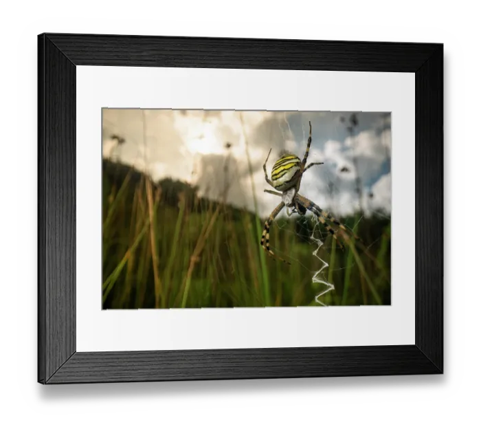 Framed Print : Wasp spider (Argiope bruennichi) female in its web feeding on prey in a meadow at sunset, Lucerne, Switzerland. August Framed Print : Wasp spider (Argiope bruennichi) female in its web feeding on prey in a meadow at sunset, Lucerne, Switzerland. August