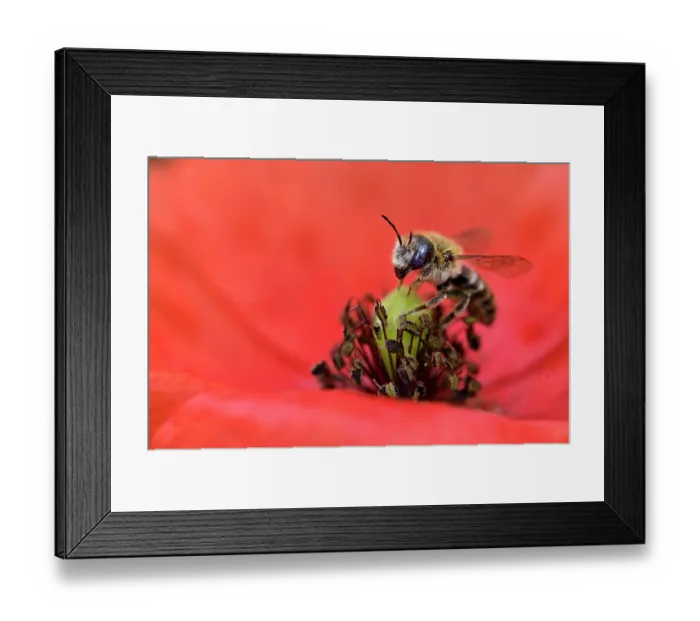 Framed Print : Poppy bee (Osmia papaveris) collecting pollen from Common poppy (Papaver rhoeas) to store in nest for offspring to feed on after hatching. Bamberg, Germany. June Framed Print : Poppy bee (Osmia papaveris) collecting pollen from Common poppy (Papaver rhoeas) to store in nest for offspring to feed on after hatching. Bamberg, Germany. June