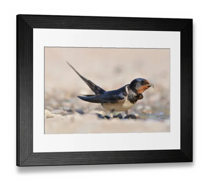 Framed Print : Swallow (Hirundo rustica) gathering mud from a puddle for nest construction in dry weather, Black Isle, Scotland, UK. May Framed Print : Swallow (Hirundo rustica) gathering mud from a puddle for nest construction in dry weather, Black Isle, Scotland, UK. May