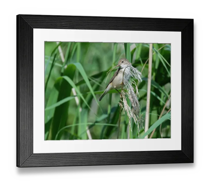 Framed Print : Reed warbler (Acrocephalus scirpaceus) perched with beakful of Common reed (Phragmites australis) flowers to line nest with, Gloucestershire, UK, June Framed Print : Reed warbler (Acrocephalus scirpaceus) perched with beakful of Common reed (Phragmites australis) flowers to line nest with, Gloucestershire, UK, June