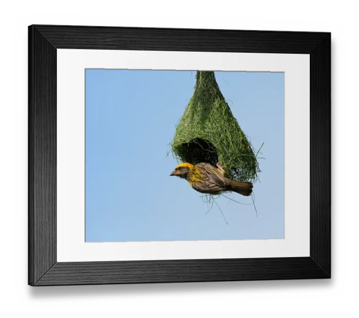 Framed Print : Male Baya weaver ( Ploceus philippinus) bird building hanging nest, rural Karnataka, India Framed Print : Male Baya weaver ( Ploceus philippinus) bird building hanging nest, rural Karnataka, India