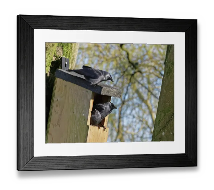 Framed Print : Pair of Jackdaws (Corvus monedula) defending nest box, in which they have begun nest building, from intruder, Wiltshire, UK, March Framed Print : Pair of Jackdaws (Corvus monedula) defending nest box, in which they have begun nest building, from intruder, Wiltshire, UK, March