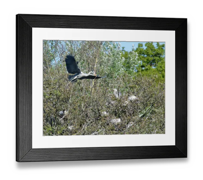 Framed Print : Grey heron (Ardea cinerea) flying in with stick for nest in colony alongside Little egrets (Egretta garzetta) and Cattle egrets (Bubulcus ibis) in tree bordering marshy pool Framed Print : Grey heron (Ardea cinerea) flying in with stick for nest in colony alongside Little egrets (Egretta garzetta) and Cattle egrets (Bubulcus ibis) in tree bordering marshy pool